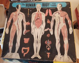 1960's Human Body Model