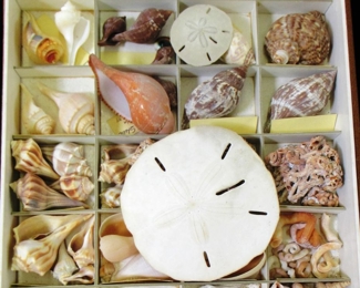 Sea Shells