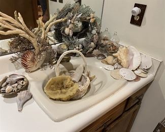 SHELLS, sea sponge and more