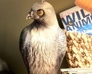 Large Hawk decoy