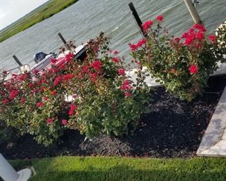 Rose bushes