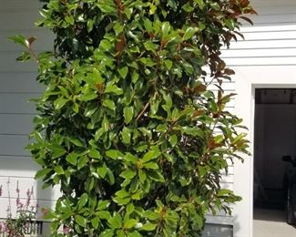 Magnificent magnolia