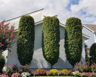 Mature landscaping