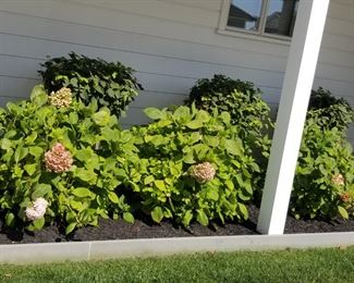 Hydrangeas