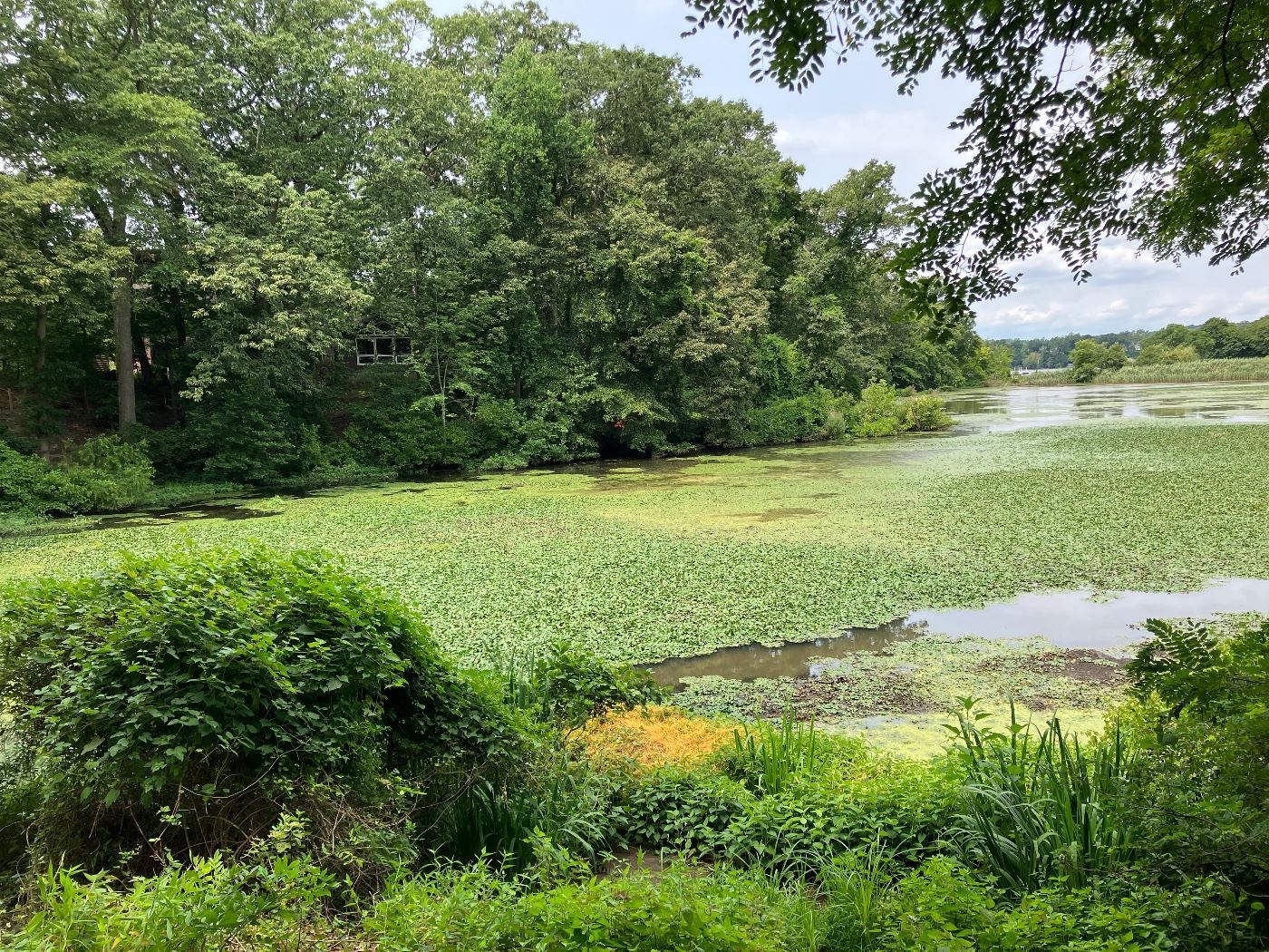 Hidden Haven pickers paradise! in Fair Haven, NJ starts on 8/12/2023