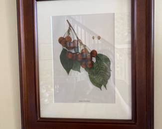 The cherries of New York- chromolithograph