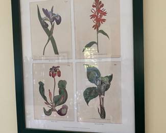 Wildflowers of Leelanau - purchased from Glen Arbor Botanicals