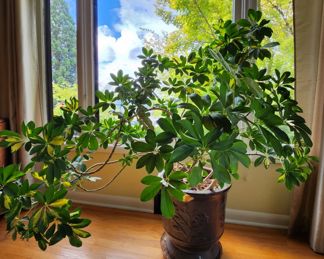 Australian Umbrella Tree $89 or bid #7