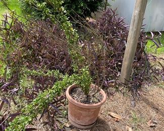 outdoor potted plants