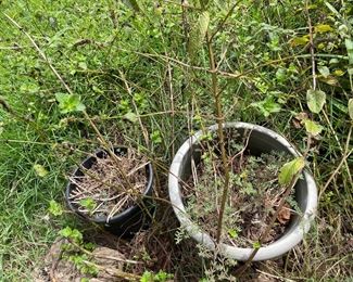 outdoor potted plants 