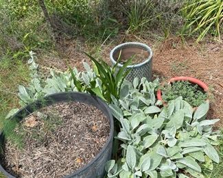 outdoor potted plants 