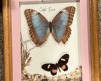 Framed, dried butterflies