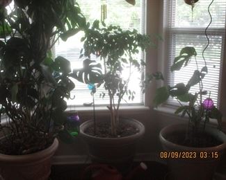 Live plants