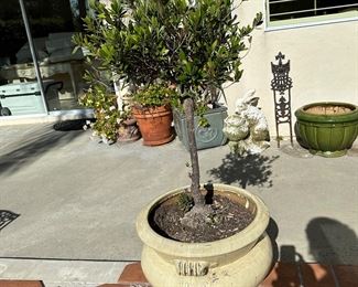 Larger in life than photo , one of two with same planted tree, 18 inch diameter pots with trees about 45” tall