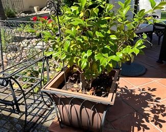 Many plants, many planters