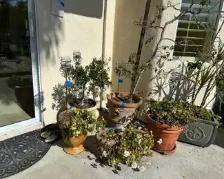 Much bigger than they look, gold is 14 inch diameter, geranium is 16 inch across, aqua square pot is 18 inches, all include mature plants