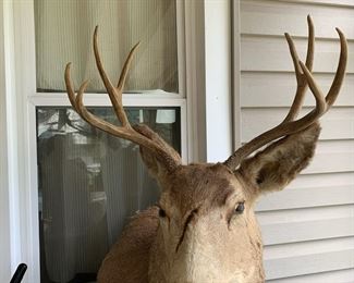 #63	Taxidermy 8 point Buck	 $40.00 			
