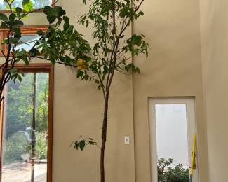 Orange Tree