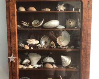 Large wall hanging display cabinet. All exotic wood. Shown here are some of the exquisite seashells and marine life collected from around the world.