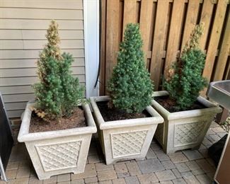Outdoor Planters w/Dwarf Evergreen Trees