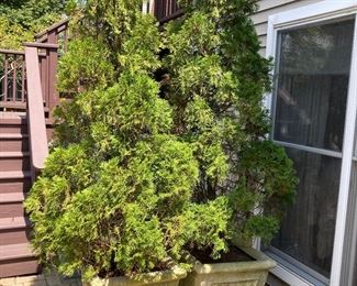 More Outdoor Planters!