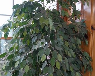 Faux Tree/Plant In Brass Planter
