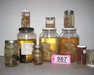 Lot - 987
lot- miscellaneous jars of mammals
SKU# : 477452