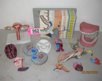 Lot - 962
lot- miscellaneous medical models
SKU# : 477427