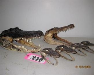 Lot - 938
lot- assorted alligator heads
SKU# : 477403