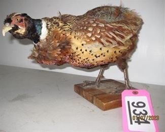 Lot - 934
taxidermy-pheasant
SKU# : 477399