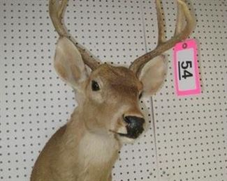 Lot - 54
buck trophy mount
SKU# : 476519