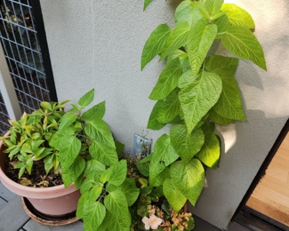 Outdoor Plants - Priced individually