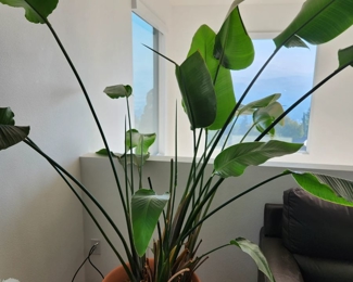 Indoor Plant (Giant Bird of Paradise?) - $70