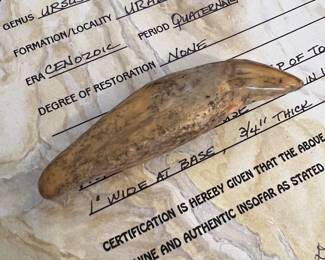 Cave Bear Canine Tooth with COA		
