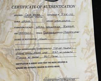 Cave Bear Canine Tooth with COA		

