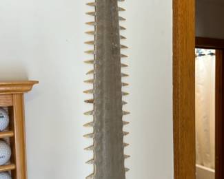 Sawfish Bill Saw Fish Rostrum		
