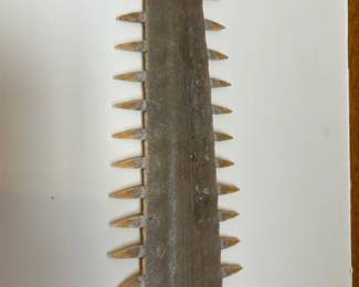 Sawfish Bill Saw Fish Rostrum		
