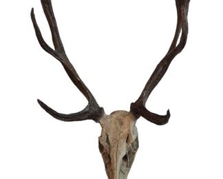 Faux Deer European Mount
