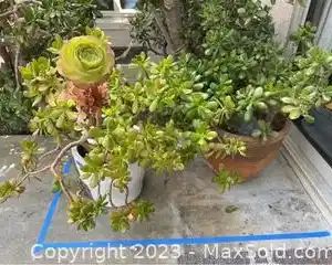 w2 jade plants in glazed and clay pots6561 t