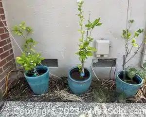 w2 lime trees and one lemon tree planted in turquoise ceramic pots6411 t