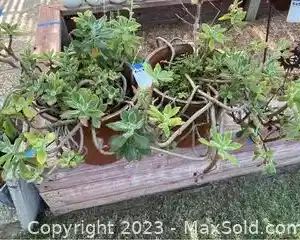 wa pair of flowering succulents in glazed raku pots6441 t