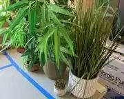 wfaux plants collection7211 t