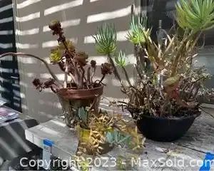 wthree succulent plants in pots6521 t