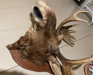 Moose head
