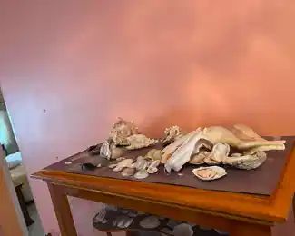 $695 NOW $350 
Curio cabinet filled with shells 5'4""x34Wx16
