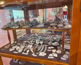 NOW $350 
Curio cabinet filled with shells 5'4""x34Wx16