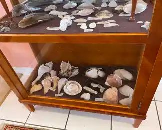 $695 	"
Curio cabinet filled with shells 5'4""x34Wx16