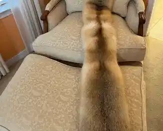 $350 	Fox shawl 9Wx5' Whitestone fur Alaska	
