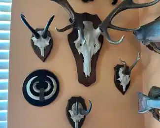 $400 	Horns set with game feather (set of 6 pieces) 								
the largest 32x18x24									