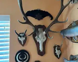 $400 	Horns set with game feather (set of 6 pieces) 								
the largest 32x18x24									